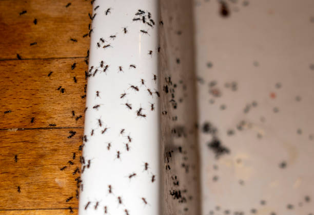 Best Wasp Removal Services  in Pearson, GA